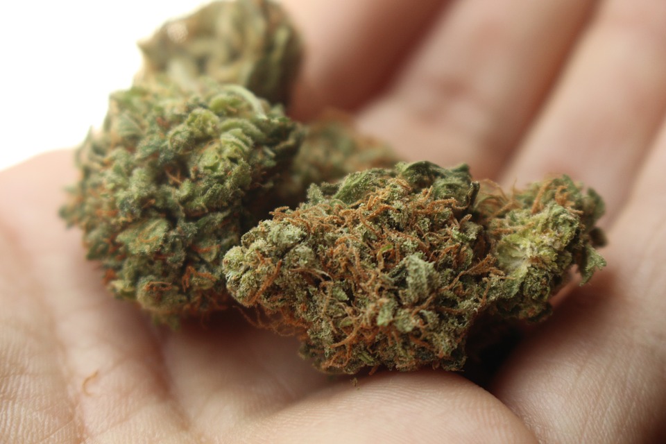 weed-2517251_960_720
